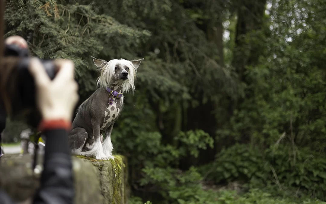 Jak przygotować psa do sesji fotograficznej?