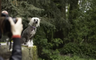 Jak przygotować psa do sesji fotograficznej?