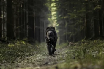 fotografia zwierząt